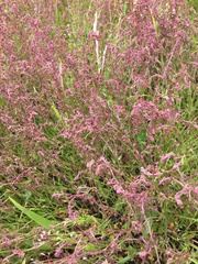 Gonocarpus tetragynus