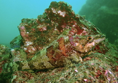 Oxylebius pictus