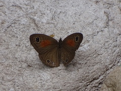 Cassionympha cassius