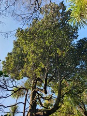 Beilschmiedia tarairi