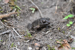 Glandirana rugosa
