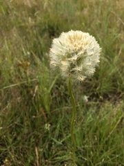 Ptilotus macrocephalus