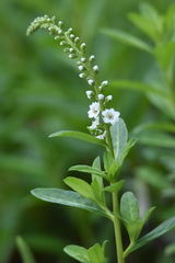 Lysimachia