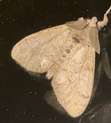 Dasychira vagans