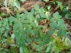 Peperomia leptostachya