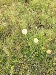 Ptilotus macrocephalus