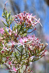 Calytrix exstipulata