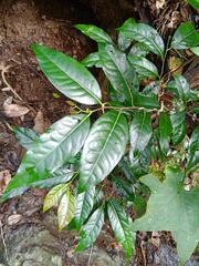 Diospyros fasciculosa