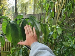 Melicytus ramiflorus