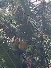 Musa × paradisiaca