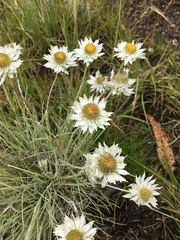 Leucochrysum albicans