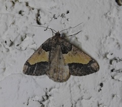 Frederickia hypaethrata