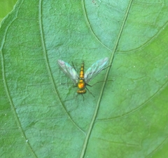 Chrysosoma