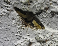 Frederickia hypaethrata