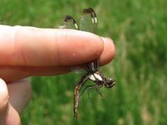 Libellula cyanea
