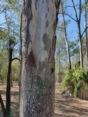 Corymbia tessellaris