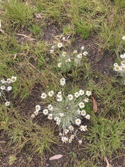 Leucochrysum albicans