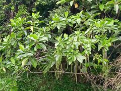 Alstonia