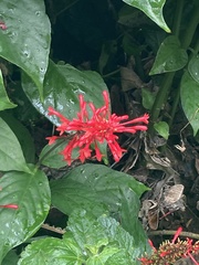 Odontonema cuspidatum