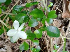 Pseuderanthemum