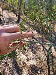 Leptospermum polygalifolium