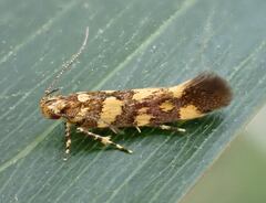 Oecophorinae