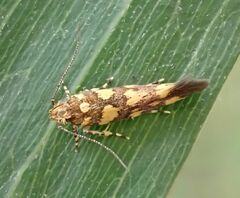 Oecophorinae