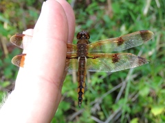 Libellula semifasciata