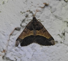 Frederickia hypaethrata