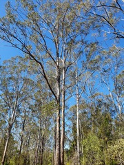 Eucalyptus moluccana