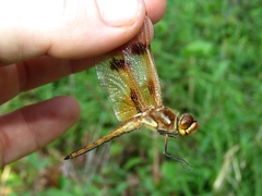 Libellula semifasciata