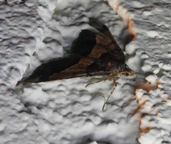 Frederickia hypaethrata