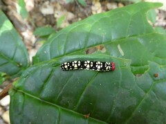 Pyrrhochalcia iphis