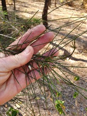 Casuarina cunninghamiana