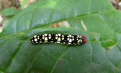 Pyrrhochalcia iphis