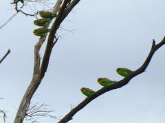 Melopsittacus undulatus