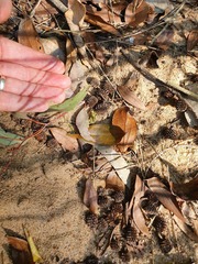 Casuarina cunninghamiana