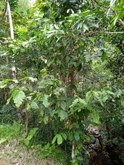 Eugenia bullata