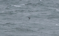 Synthliboramphus antiquus