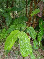 Eugenia bullata