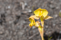 Pterygodium acutifolium