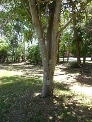 Stenocarpus sinuatus