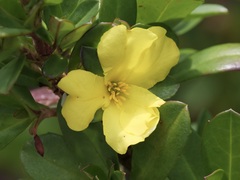 Hibbertia cuneiformis