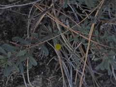 Erigeron petrophilus