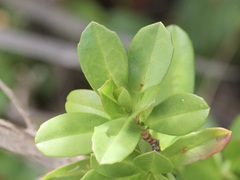 Hibbertia cuneiformis