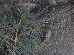 Erigeron petrophilus