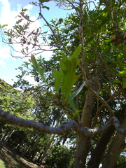 Stenocarpus sinuatus