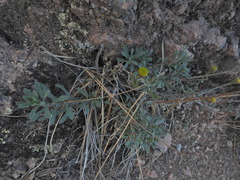 Erigeron petrophilus