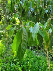 Rhodomyrtus psidioides