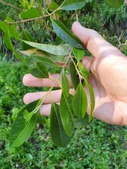 Rhodomyrtus psidioides